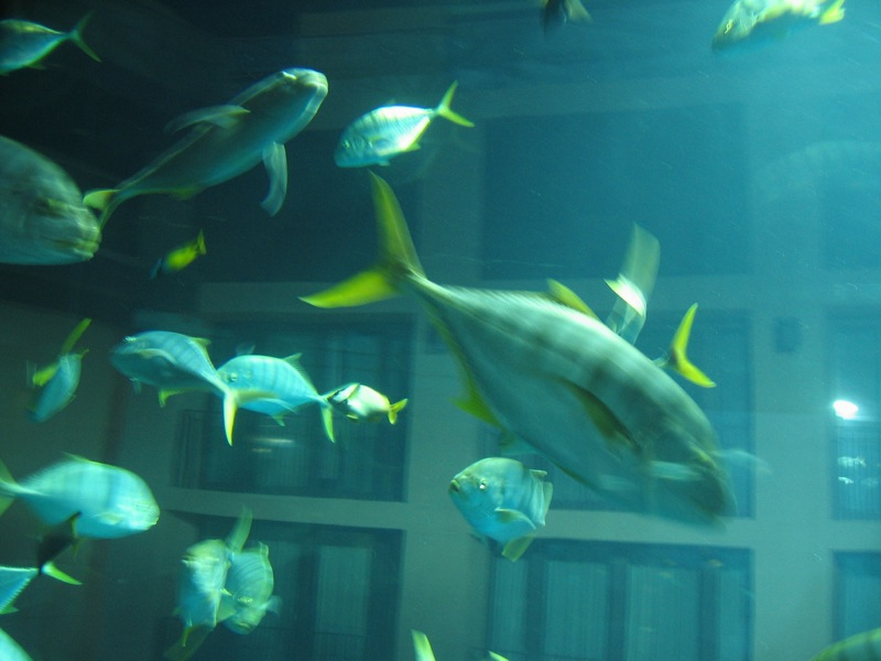 Illustration for article titled Aquadom Is Largest Cylindrical Aquarium on the Planet
